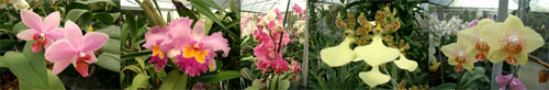 orchids-five.jpg